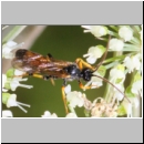 Cosmoconus nigriventris - Schlupfwespe m01c 10mm - OS-Hellern Wiese det06.jpg